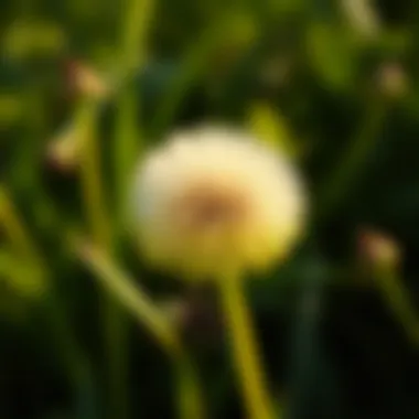 Dandelion: Nature's Detoxifier Close-up of a fresh dandelion plant, known for its detoxifying properties